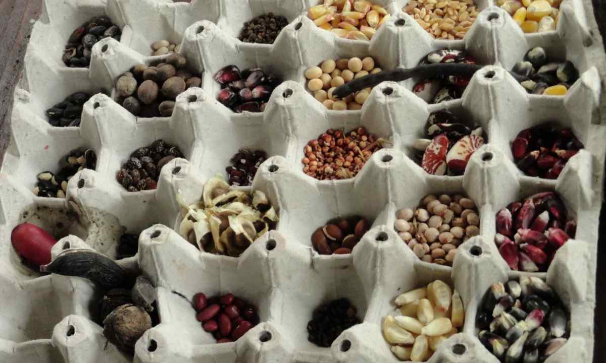 How to store seeds
